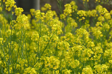菜の花