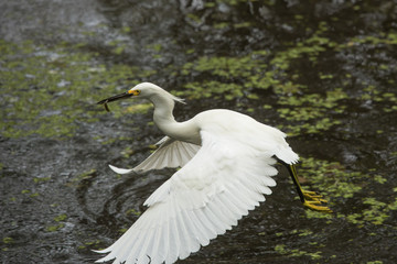 Snowy egret catching a fish in the Florida Everglades.