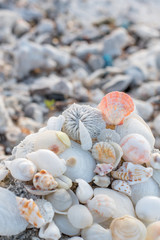 shell beach tropical