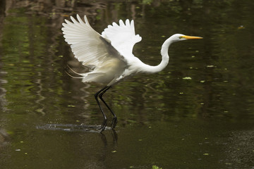 Great egret flying over a swamp in the Florida Everglades.