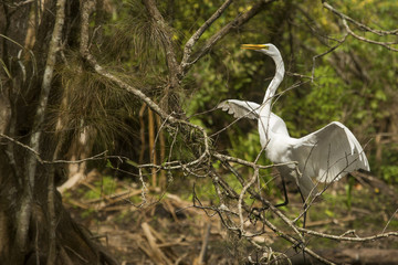 Great egret landing in a tree in the Florida Everglades.