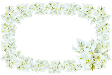 White bougainvillea flowers isolated on white