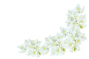 White bougainvillea flowers isolated on white