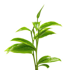 Green tea leaf isolated on white background