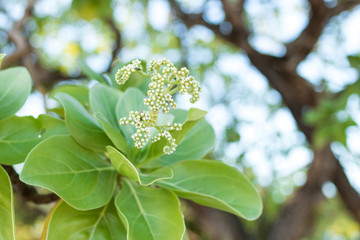 Plants and flowers on a tropical beach Nusa Dua, Bali island, Indonesia.