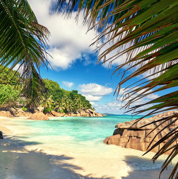 Palmen am Strand, Paradies Seychellen