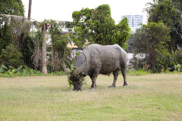 Thai buffalo, eating grass in the field. Traditional labour of thai's agriculture.