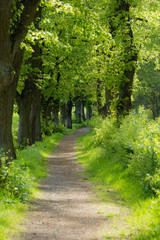Fototapeta premium Allee
