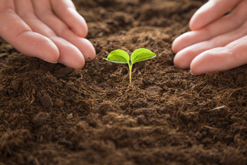 Plant grown from grape seed. Gardener waiting when the grape's plant will grow up. In early spring preparations for the garden season.