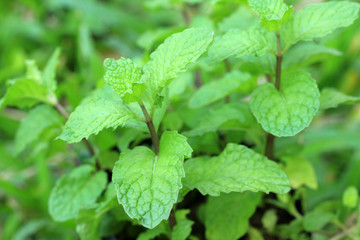 Mint leaves.Mint leaves.Mint leaves background.peppermint.leaves of mint on green background.Closeup of fresh mints leaves texture or abstract background.