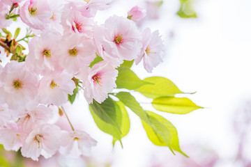 桜