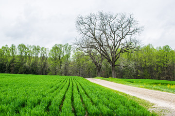 Fototapeta na wymiar Landscape of lush farmland around southern york county pennsylvania