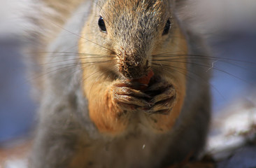 Squirrel gnaws a nut