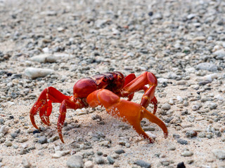 Fototapeta na wymiar Red crab (Gecarcoidea natalis), Christmas Island, Australia