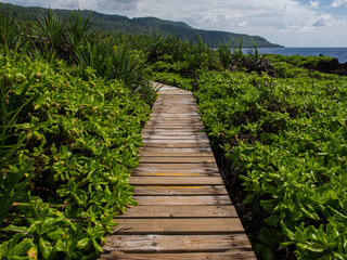 Fototapeta na wymiar Jungle boardwalk, Christmas Island