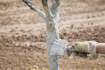 Gardener's hand in work's glove doing whitewashing a cherry tree in spring and autumn seasons. Protection of trees trunk from sun and bugs.