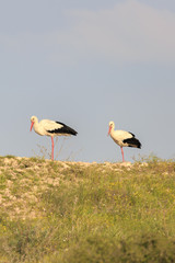 Pair of big wild storks