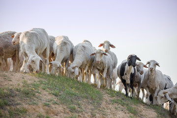 A herd of sheep at sunset © Vladimir Liverts