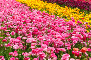 Color stripes on field of asian buttercup