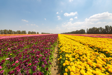Yellow and magenta stripes of asian buttercups
