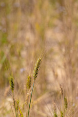Wheat ears on the field