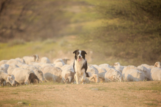 Border collie front of herd of sheep