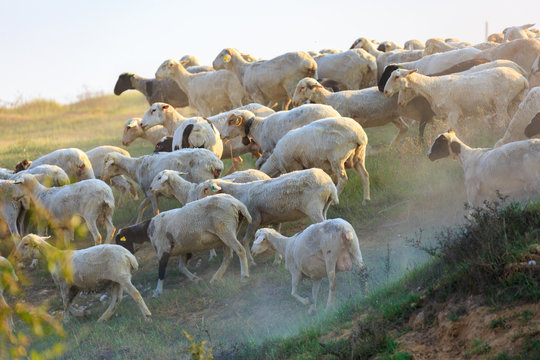A herd of sheep run away along the grass