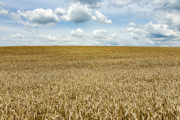 weisse Wolken am blauen Himmel über goldenen Kornfeldern