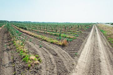 Fototapeta na wymiar young cherry orchard. rows of young trees , summer.