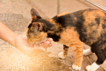 woman hand give water to homeless orange cat