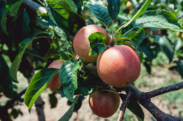 young apple trees, branch of ripe apples