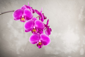 Purple orchid flower over grey concrete background