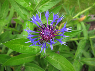 Centaurea montana inflorescence