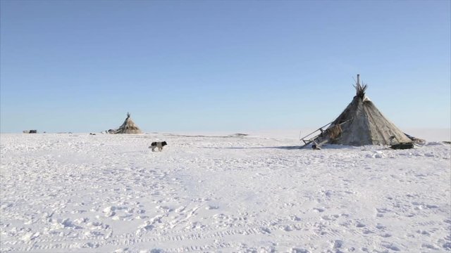 Arctic nomads camp at winter time with snowy landscape,Tundra, North of Russia - 7