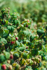 Close up of fresh organic berries with green leaves on raspberry cane. Summer garden in village.