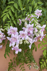 Podranea ricasoliana