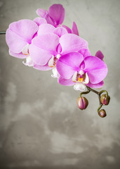 Naklejka na ściany i meble Purple orchid flower over grey concrete background