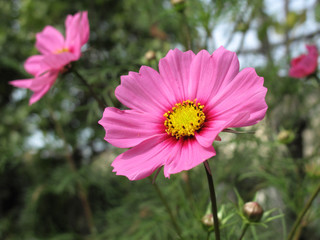 pink cosmos flower