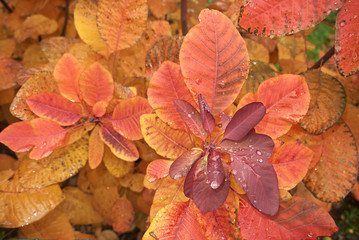 Cotinus coggygria foliage