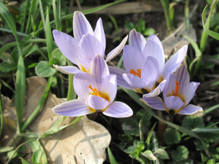 Crocus biflorus flowers