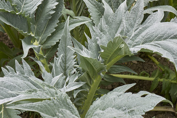 Cynara cardunculus close up 