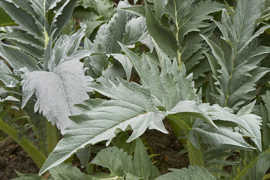 Cynara cardunculus close up 