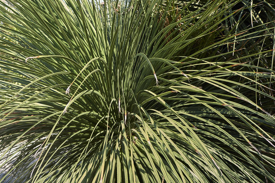  Dasylirion acrotrichum close up
