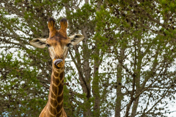 A  close up photo of a giraffe's neck and head with trees in the background .Picture taken in Port Elizabeth, South Africa, Circa 2017.
