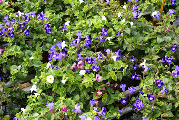 Fototapeta premium background of torenia flowers