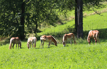 Fototapeta premium Five Horses grazing in the green meadow
