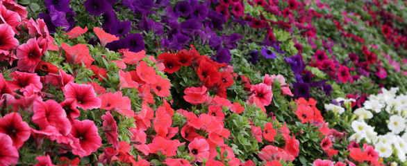 red and multicolored PETUNIA flowers for sale in the greenhouse