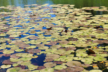 water lily, pond lily