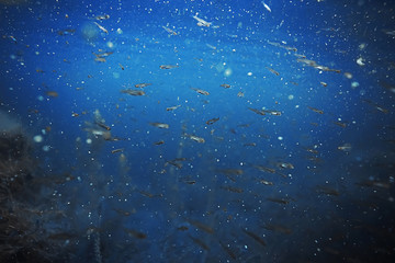 Seabed with algae and corals