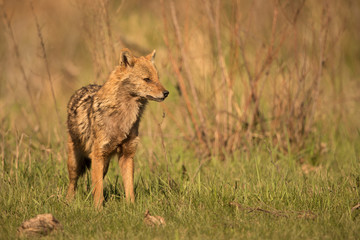 European Golden jackal